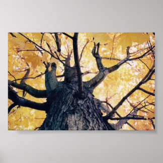 Poster arbre d'automne