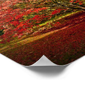 Poster Arbre d'automne Westonbirt Arboretum Cotswolds (Coin)