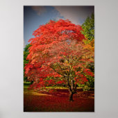 Poster Arbre d'automne Westonbirt Arboretum Cotswolds (Devant)