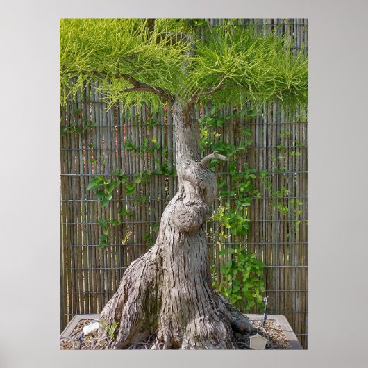 Poster Arbre de Bonsai Eejit (Devant)