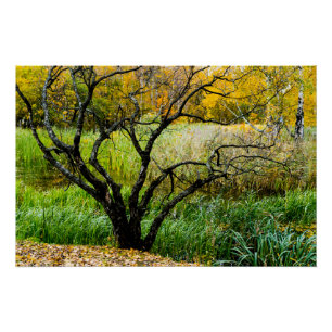 Poster Arbre de bouleau de Carélie tordu en automne