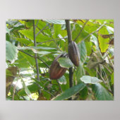 Poster Arbre de Cacao (Devant)
