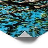 Poster Arbre de chêne (Coin)