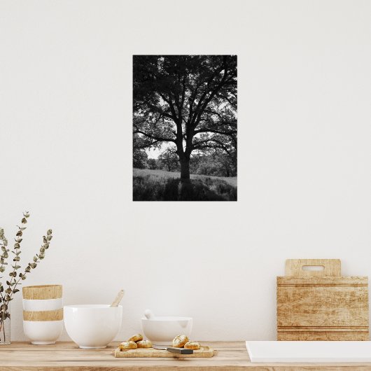 Poster Arbre de chêne, prairie de printemps, noir et blan (Cuisine)
