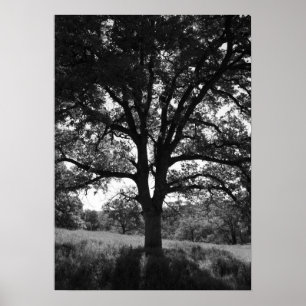 Poster Arbre de chêne, prairie de printemps, noir et blan