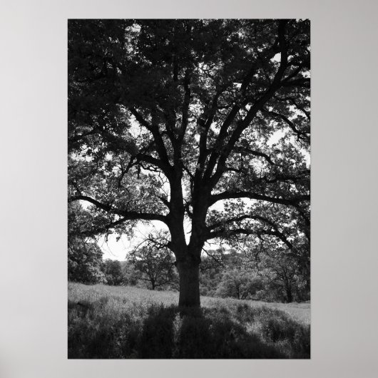 Poster Arbre de chêne, prairie de printemps, noir et blan (Devant)