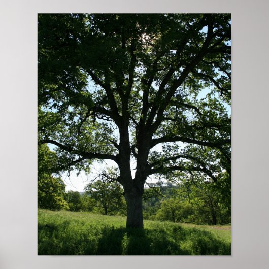 Poster Arbre de chêne, pré de printemps, Portrait (Devant)