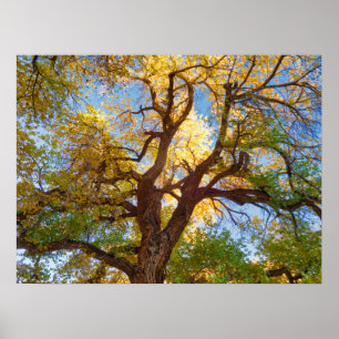 Poster Arbre de Cottonwood Parc national de Capitol Ree