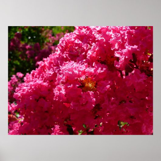 Poster Arbre de Crape Myrtle Fleurs Magenta (Devant)