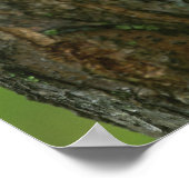 Poster Arbre de criquet noir poussant une nouvelle branch (Coin)