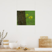 Poster Arbre de criquet noir poussant une nouvelle branch (Cuisine)