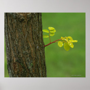 Poster Arbre de criquet noir poussant une nouvelle branch