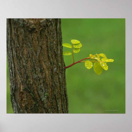 Poster Arbre de criquet noir poussant une nouvelle branch (Devant)