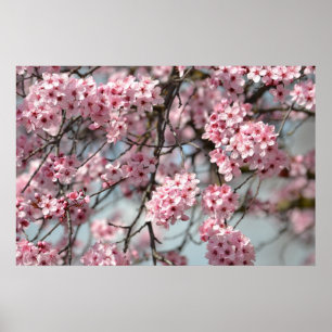 Poster Arbre de fleurs de cerisier