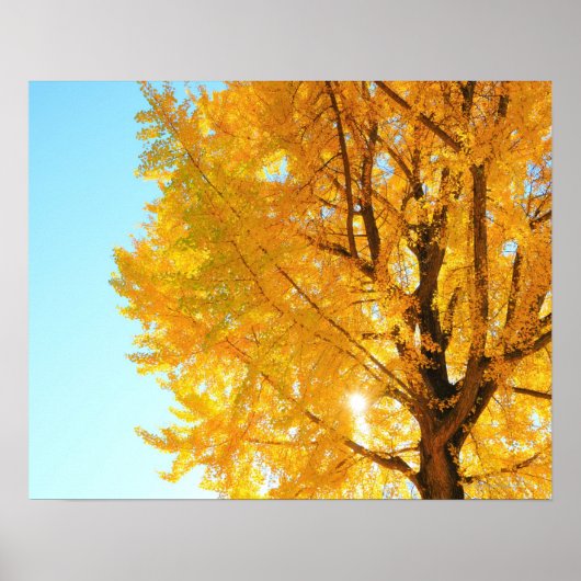 Poster Arbre de Gingko, Préfecture de Nagano, Japon (Devant)