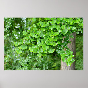 Poster arbre de ginkgo aux feuilles mouillées