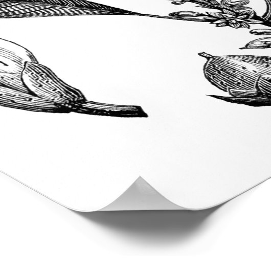 Poster Arbre de Gutta-Percha (Coin)