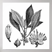 Poster Arbre de Gutta-Percha (Devant)