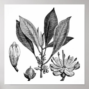 Poster Arbre de Gutta-Percha