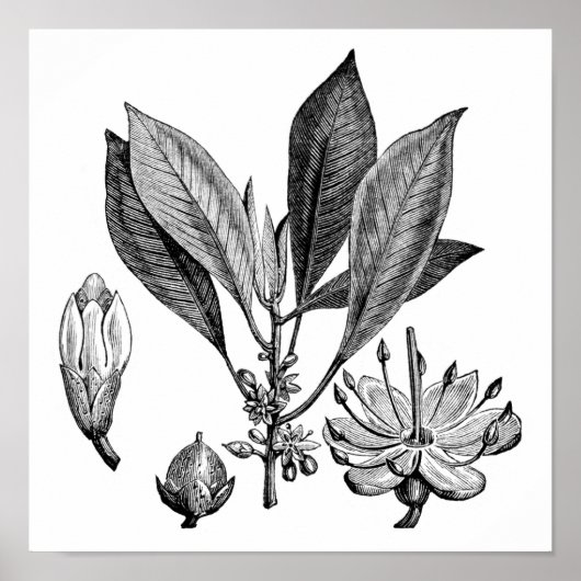 Poster Arbre de Gutta-Percha (Devant)