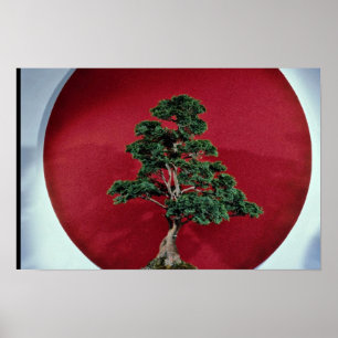 Poster Arbre de inspiration de bonsaïs