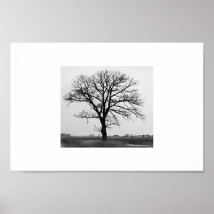 Poster Arbre de la mort