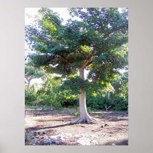 Poster Arbre de l'affiche Sagdom (Devant)