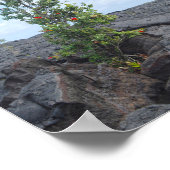 Poster Arbre de l'Ohia à fleurs rouges qui pousse dans le (Coin)