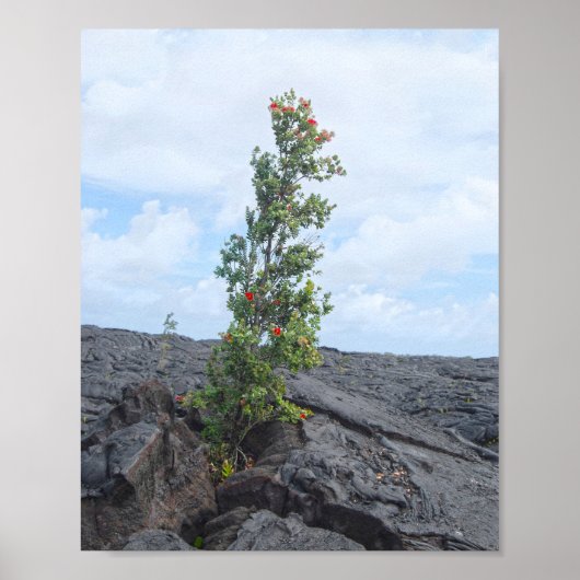 Poster Arbre de l'Ohia à fleurs rouges qui pousse dans le (Devant)