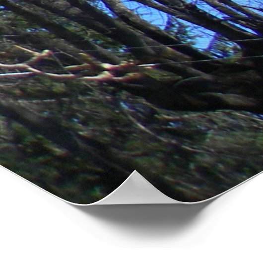 Poster Arbre de Magnolia..... (Coin)