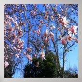 Poster Arbre de Magnolia..... (Devant)