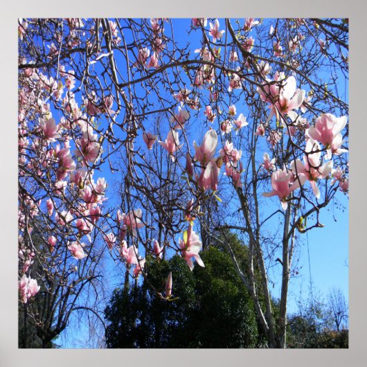 Poster Arbre de Magnolia..... (Devant)