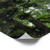 Poster Arbre de Magnolia en été (Coin)