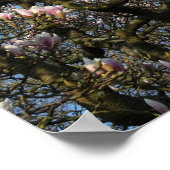 Poster Arbre de Magnolia en fleurs (Coin)
