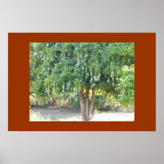 POSTER ARBRE DE MANGUE