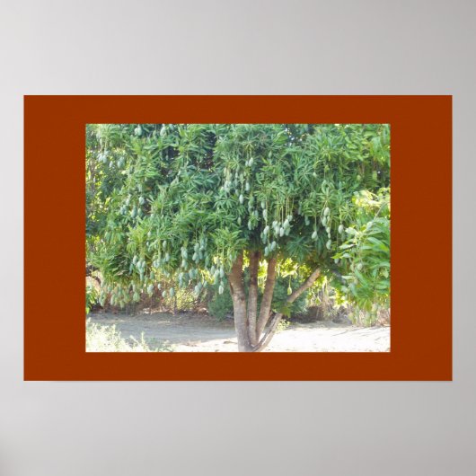 POSTER ARBRE DE MANGUE (Devant)