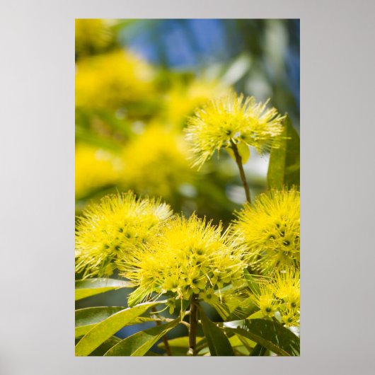 Poster Arbre de mimosa jaune vif (Devant)