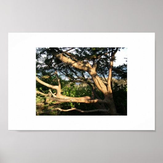 Poster Arbre de plage, Ogunquit, Maine (Devant)