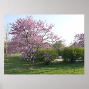 Poster Arbre de Redbud - lac le Kansas el Dorado