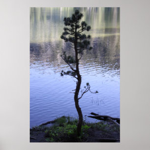 Poster Arbre de réflexions