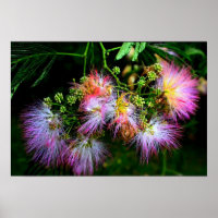 Arbre de soie persan (Mimosa) en pleine floraison