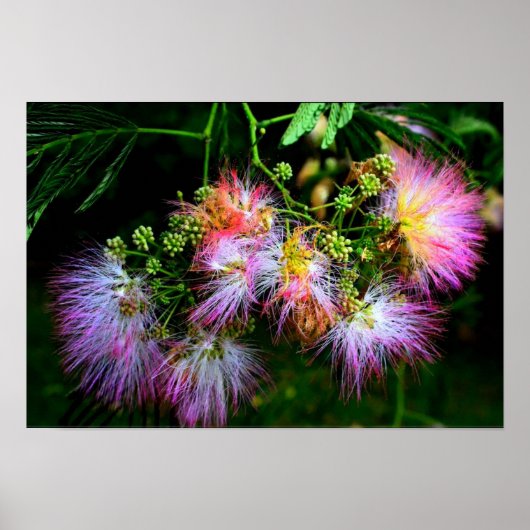 Poster Arbre de soie persan (Mimosa) en pleine floraison (Devant)