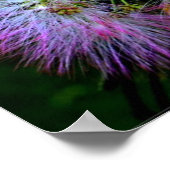 Poster Arbre de soie persan (Mimosa) en pleine floraison (Coin)