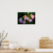 Poster Arbre de soie persan (Mimosa) en pleine floraison (Cuisine)