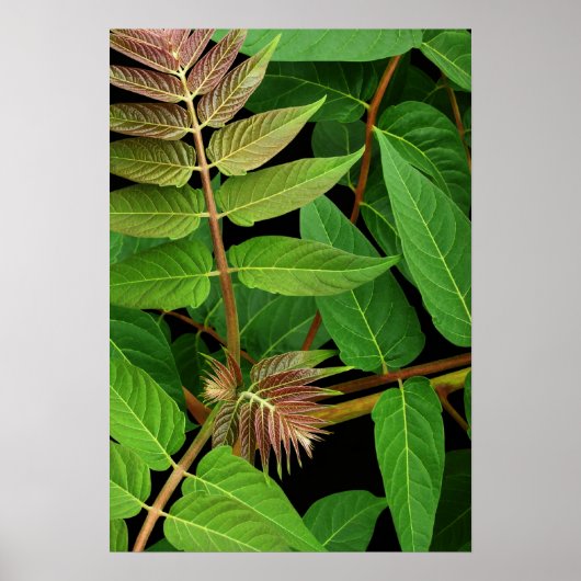 Poster Arbre des Feuilles du Ciel (Devant)