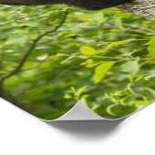 Poster Arbre d'Escalades de l'ours noir (Coin)