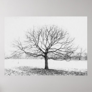 Poster Arbre d'hiver