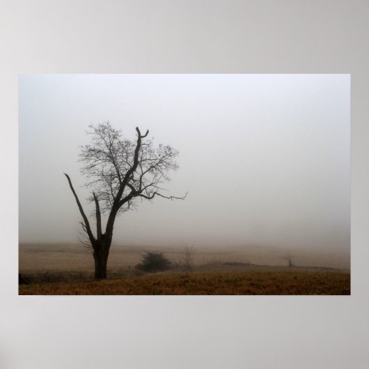 Poster Arbre d'hiver brumeux prairie (Devant)