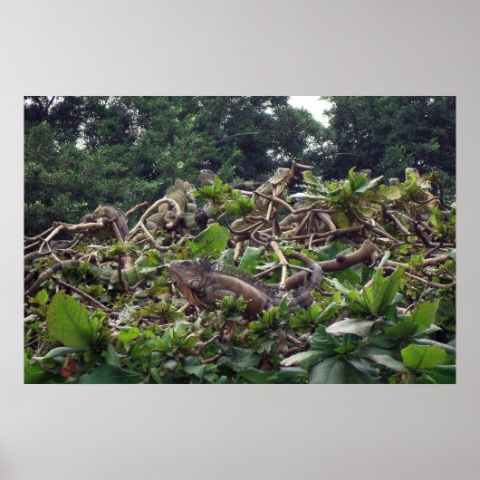 Poster Arbre d'Iguana (Devant)