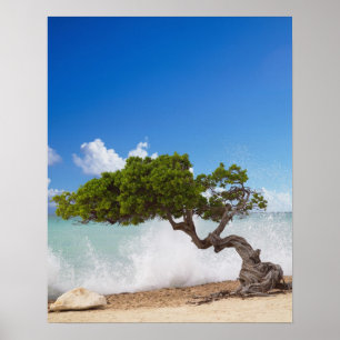 Poster Arbre Divi Divi, Eagle Beach, Aruba, Caraïbes